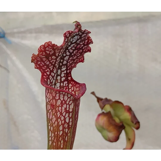 Sarracenia leucophylla L48A MK, Hot Pink Selections 1, Botanique