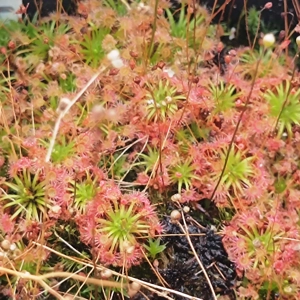Drosera x lake badgerup..