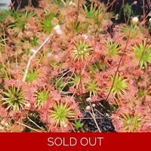 Drosera x lake badgerup..