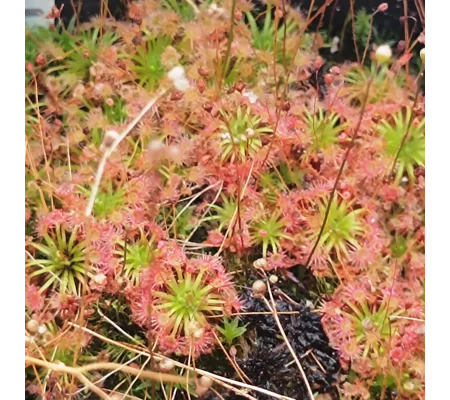 Drosera x lake badgerupi, 10+ gemmae