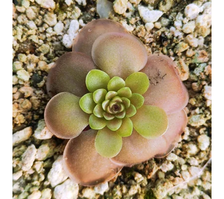 Pinguicula laueana x nivalis