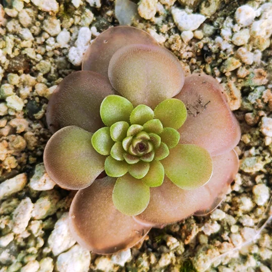 Pinguicula laueana x nivalis