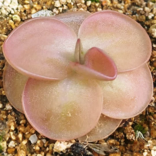 Pinguicula laueana x nivalis