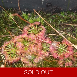 Drosera x legrandi, 10+..