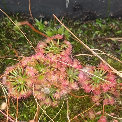 Drosera x legrandi, 10+ gemmae