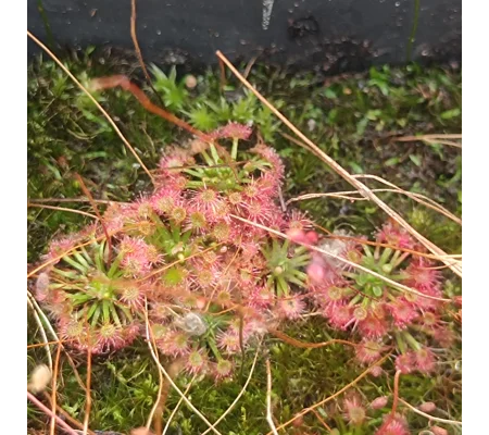 Drosera x legrandi, 10+ gemmae