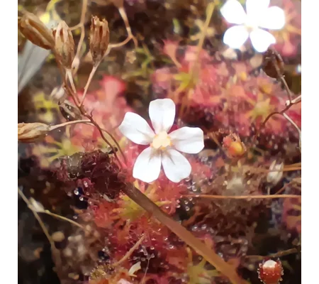 Drosera leucostigma, 10+ gemmae
