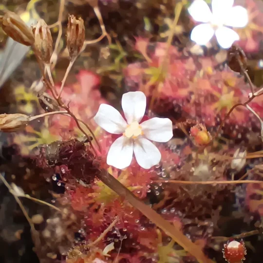 Drosera leucostigma, 10+ gemmae