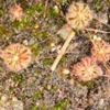 Drosera leucostigma, 10+ gemmae