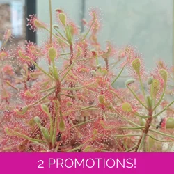 Drosera madagascarensis, 30 ..
