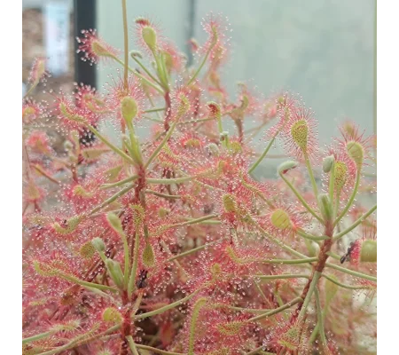Drosera madagascarensis, 30 seeds