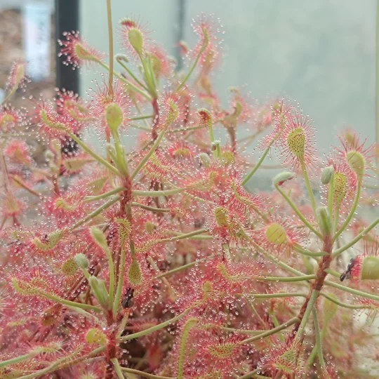 Drosera madagascarensis, 30 seeds