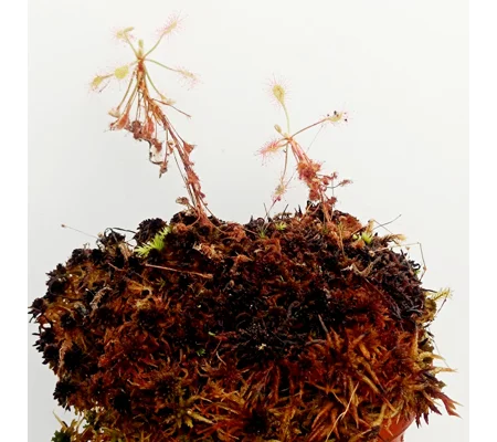 Drosera madagascarensis