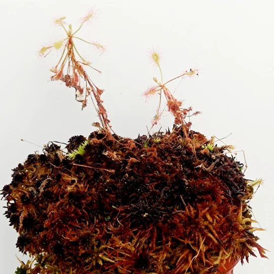 Drosera madagascarensis