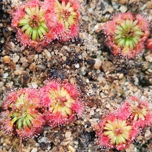Drosera manii, 10+ gemmae