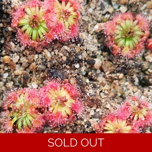 Drosera manii, 10+ gemmae