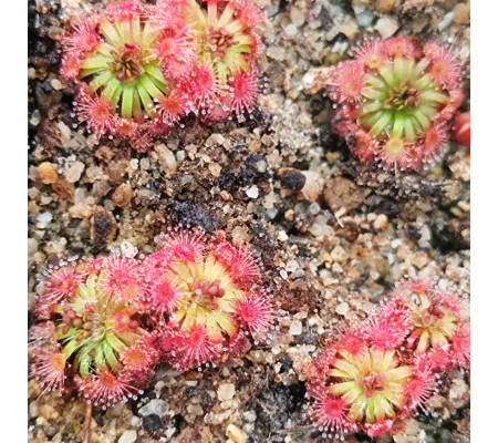 Drosera manii, 10+ gemmae