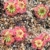 Drosera manii, 10+ gemmae