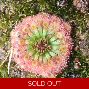 Drosera manii B, 10+ ge..