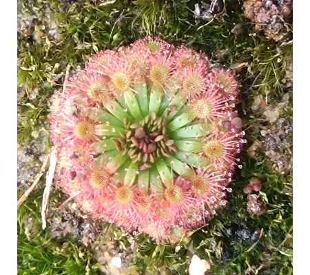 Drosera manii B, 10+ gemmae