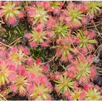 Drosera mannii x omissa, 10+ gemmae