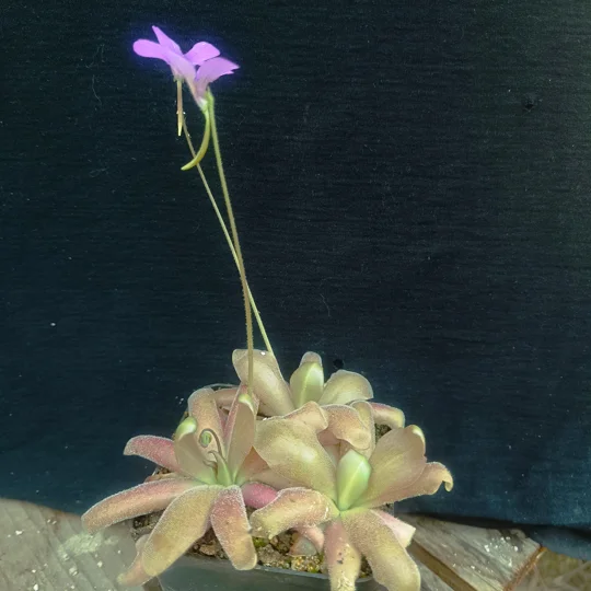 Pinguicula MARCIANO