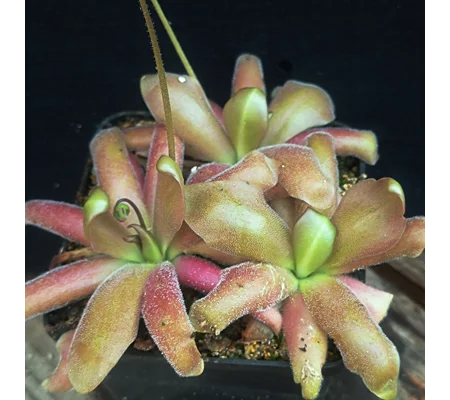Pinguicula MARCIANO