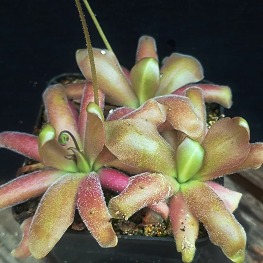 Pinguicula MARCIANO