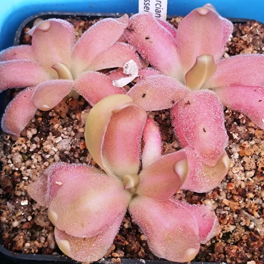 Pinguicula MARCIANO