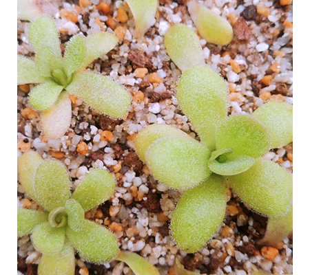 Pinguicula martinezii Sierra Gorda, Querétaro