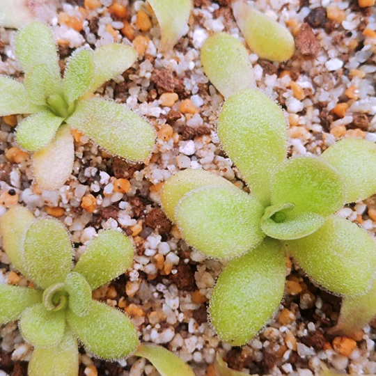 Pinguicula martinezii Sierra Gorda, Querétaro