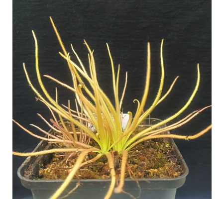 Pinguicula medusina x moctezumae