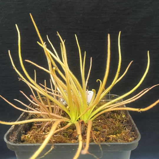 Pinguicula medusina x moctezumae
