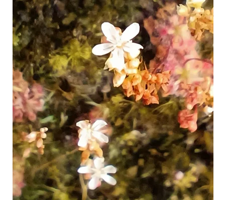 Drosera micrantha Red, 10+ gemmae