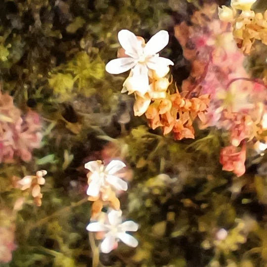 Drosera micrantha Red, 10+ gemmae