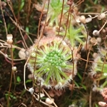 Drosera micrantha Red, 10+ gemmae