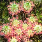 Drosera micrantha Waneroo, 10+ gemmae