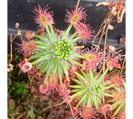 Drosera micrantha Waneroo, 10+ gemmae