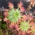 Drosera micrantha Waneroo, 10+ gemmae