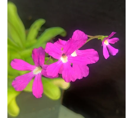 Pinguicula moctezumae x emarginata