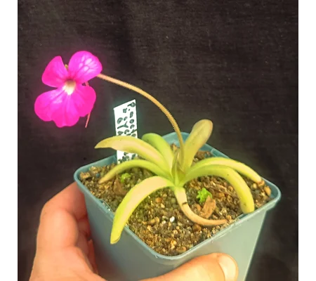 Pinguicula moctezumae x cyclosecta 'Giant Flower'