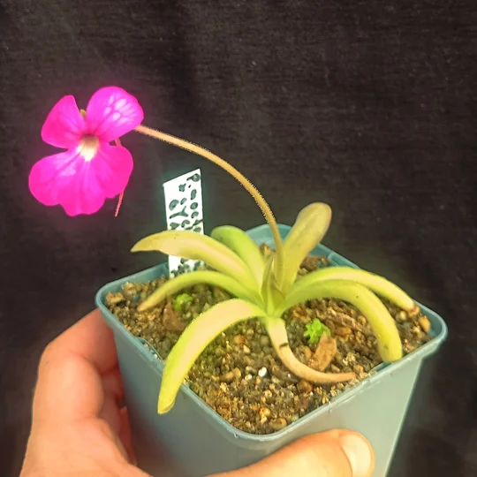Pinguicula moctezumae x cyclosecta 'Giant Flower'