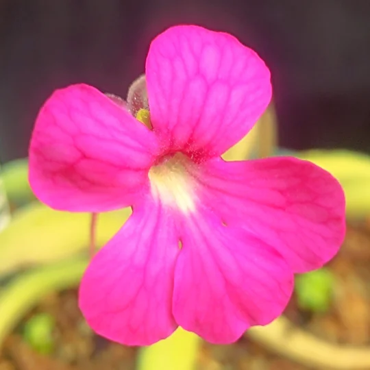 Pinguicula moctezumae x cyclosecta 'Giant Flower'