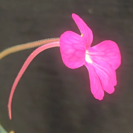 Pinguicula moctezumae x cyclosecta 'Giant Flower'