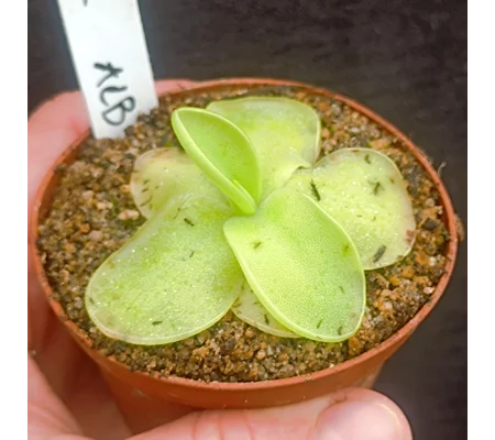 Pinguicula moranensis Alba, San Cristobal de Las Casas, Oaxaca
