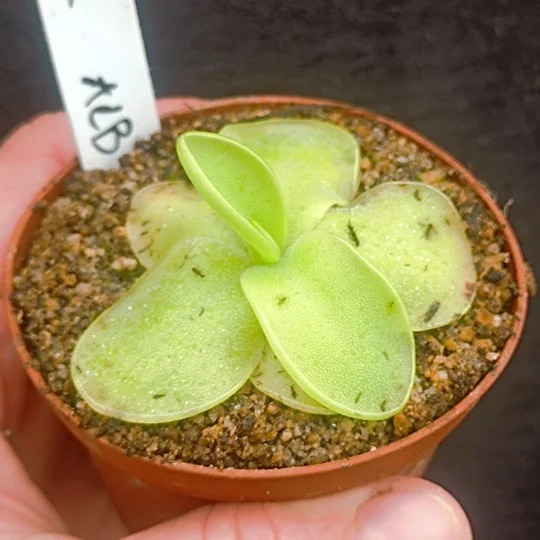 Pinguicula moranensis Alba, San Cristobal de Las Casas, Oaxaca