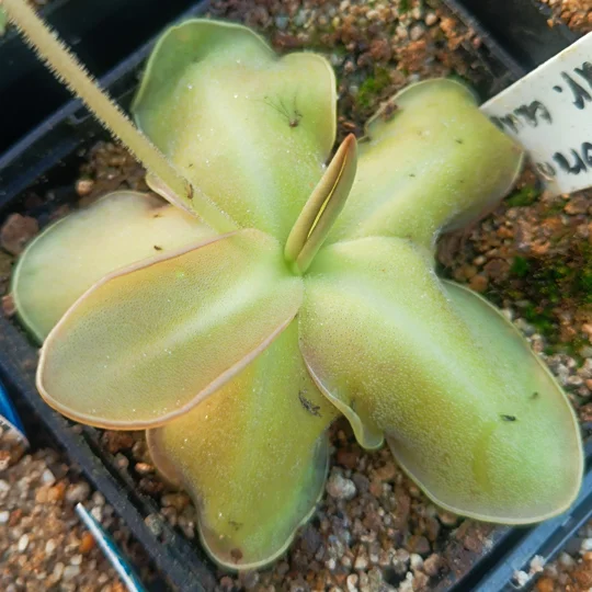 Pinguicula moranensis var. caudata