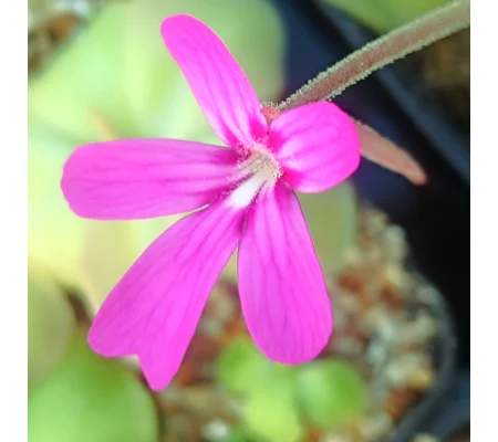 Pinguicula moranensis var. caudata
