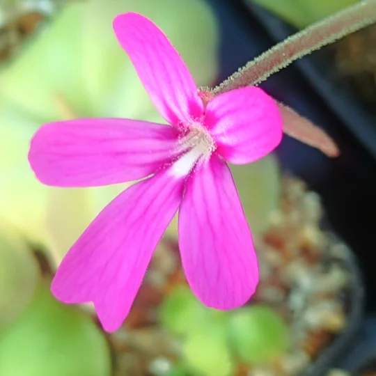 Pinguicula moranensis var. caudata