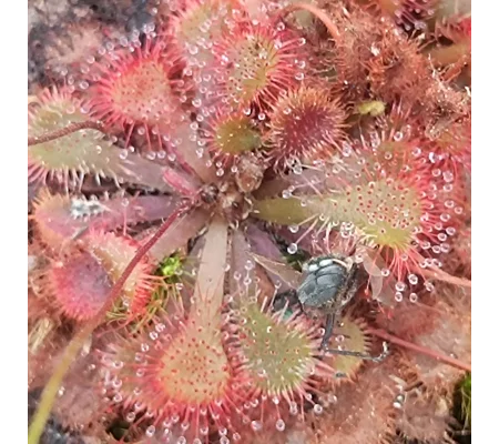 Drosera natalensis, South Africa, 30 seeds